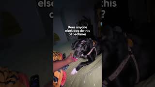 Does Anyone Elses Dog Do This At Bedtime  The Dodo [upl. by Esorylime357]