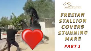 Fresian Stallion Covers Stunning Mare  Part 1 of their journey to have a foal together [upl. by Ormand]