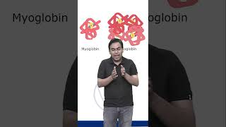 HEMOGLOBIN AND MYOGLOBIN  CSIR NET 2024 csirlifescience biology molecularbiology ytshorts [upl. by Terej]