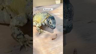 MY LIZARD IS BROKEN pets reptiles iguana [upl. by Eirallih]