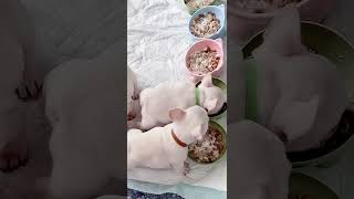 Watch 1MonthOld Bulldog Puppies Eating Food for the FIRST TIME puppy cutepuppy doglovers [upl. by Danita489]