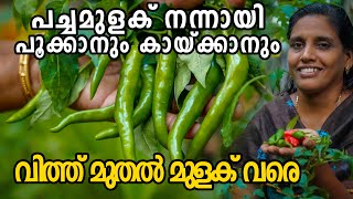 Green Chilli Farming  മുളക് കൃഷിയിൽ അറിയേണ്ടതെല്ലാം ആദ്യം മുതൽ അവസാനം വരെ  Mulaku Krishi Malayalam [upl. by Ennovad]