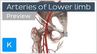 Overview of the lower limb arteries preview  Human Anatomy  Kenhub [upl. by Claudina]