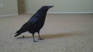 Crow  Ricky says quotCawquot [upl. by Enerual995]