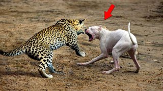 The Brave Dog Beats Leopard  Top 20 Amazing Moments Dog vs Leopard Wolf Tiger Crocodile [upl. by Asillam454]