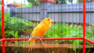 Canary song for mating training of beautiful Belgian canaries 128 [upl. by Eibbed431]