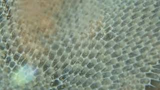 Sea Mat bryozoa feeding at half speed [upl. by Haroun948]