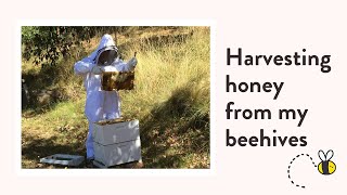 How to harvest honey from a beehive Step by step [upl. by Lyontine]