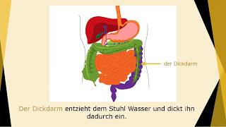 Verdauungssystem Wortschatz  digestive system  Deutsch lernen für die Pflege [upl. by Ennovy]