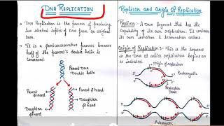 DNA replication replicon and origin of replication [upl. by Sherill114]