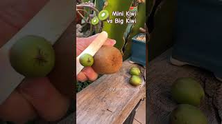 Mini KiWi vs Big KIWI 🥝 shorts kiwi satisfying fruitcutting fruit food [upl. by Amsirhc218]