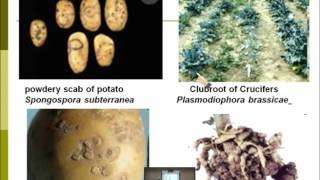 Lecture 12  Disease caused by Plasmodiophoromycetes  Dr Rana Samara [upl. by Milford]