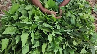 Amazing silk preparation complete process using silkworm  prepare silk from silkworm [upl. by Toomin]