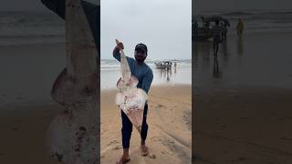 Guitar 🎸 fish eppudaina choosara  beachboynaidu seafood guitarfish youtubeshorts viral beach [upl. by Giardap]