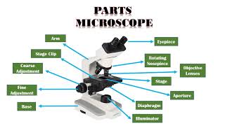 Microscope Types Parts and Function [upl. by Yzzik]