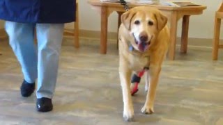 Josie the Lab Before and After Hock Paw Brace [upl. by Grimaud]