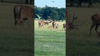 OMG How many Red Deers Amazing red deers with big horns Cute Red deer with horn eatingwalking [upl. by Tootsie]