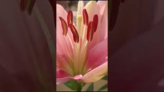 Asiatic lily beautifulflowerbollywoodsongs [upl. by Antony]