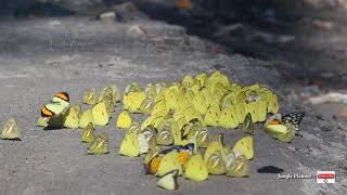 Mud Puddling of Pieridae family butterflies [upl. by Enyawud821]