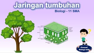 Jaringan tumbuhan  Biologi kelas 11 SMA [upl. by Bergeron]