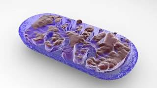 Enhance Mitochondrial Function [upl. by Ehr]