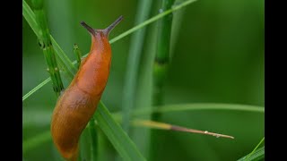 La lutte contre les limaces avec le biocontrôle [upl. by Seaddon]