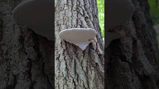 Big Polypore Shelf Conk [upl. by Crow]