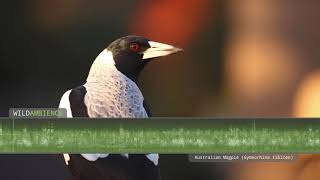 Australian Magpie Song amp Call  The sounds of Australian magpies singing in the Aussie bush [upl. by Elvin619]