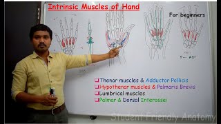 Anatomy of Intrinsic muscles of the hand  made easy for beginners [upl. by Otrevlig944]