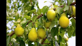 Im HR Obstbaum düngen im Herbst MIT Rabattaktion [upl. by Almat]