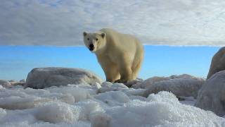 Churchill Wild  Walking with Polar Bears at the Seal River Heritage Lodge [upl. by Imer684]