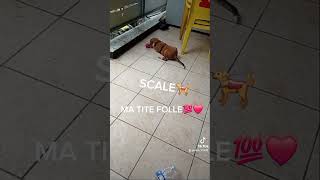 Mon toutou🥰🐕‍🦺dog scale🐕‍🦺❤️ reunionisland 974 [upl. by Simmonds]