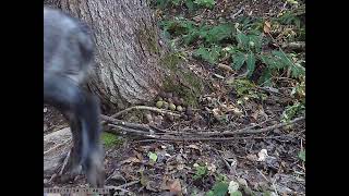 Japanese Serow Caught on Walnutfeeder Trailcam in Autumn [upl. by Seugirdor]