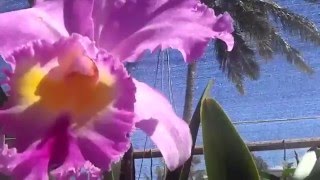 Blc Pamela Heatherington Coronationquot FCCAOS [upl. by Eilahs599]