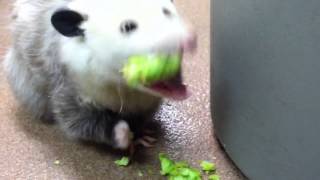 Opossum eating broccoli [upl. by Moersch217]