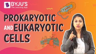 Prokaryotic and Eukaryotic Cells [upl. by Nonnac]