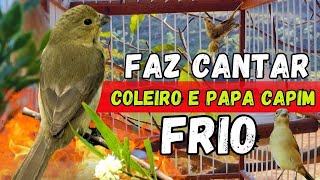 Esquentar Coleiro e Papa capim com Piado de Fêmea de Papa capim Pra Esquentar Coleiro e Papa Capim [upl. by Lolande]