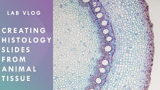 Creating Histology Slides from Animal Tissues  VLOG  5 [upl. by Burke187]