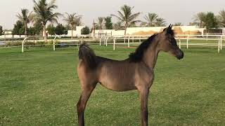 SE grey filly not named yetRamses Mishaal Nadir  Rawnaq Al Qasem youtubevideos horse [upl. by Atilek324]