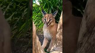 BABY CARACALMEOW cat wildlife nature [upl. by Sharp]