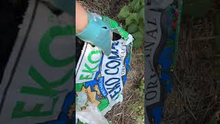 Planting Hyssop in Colorado gardening [upl. by Erastus]