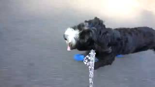 Dog Running In Meshies by Barko Booties [upl. by Clim561]