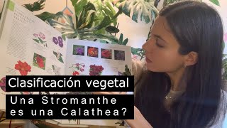 Taxonomía vegetal cómo se clasifican nuestras plantas de interior y en qué nos ayuda agruparlas [upl. by Annahsad]