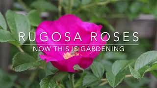 How to Grow Rugosa Roses  Rugspin and other Varieties [upl. by Naitsirt]