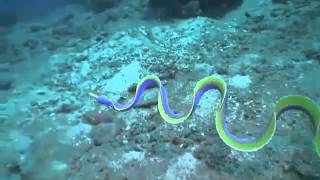 Very Cool Blue Ribbon Eel Swimming In The Ocean [upl. by Santos511]