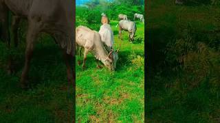 manjuvirattu jallikattu village tamil culture nature love shorts video [upl. by Karolyn]