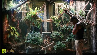 An Invasive Species Could Be THE END to My Giant Rainforest Vivarium [upl. by Harmonie]