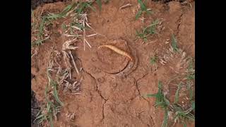 African Trapdoor Spider spider [upl. by Vinn227]