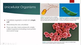 Unicellular and Multicellular Organisms [upl. by Kimberley]