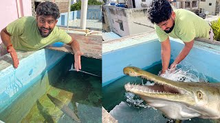 Alligator Gar Ka Water Siphon Kar Diya 🐡 [upl. by Lerrad894]